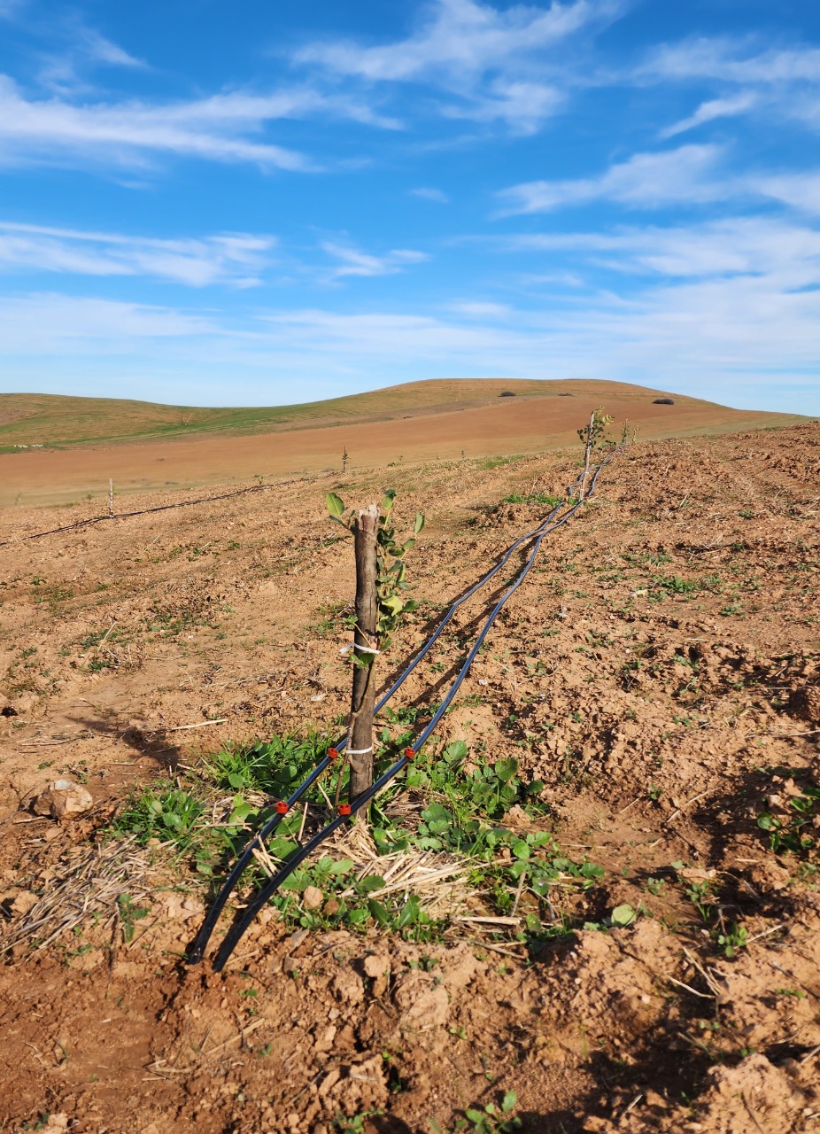 Système d'irrigation goutte à goutte