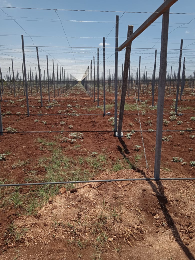 Système d'Irrigation pour Grandes Cultures