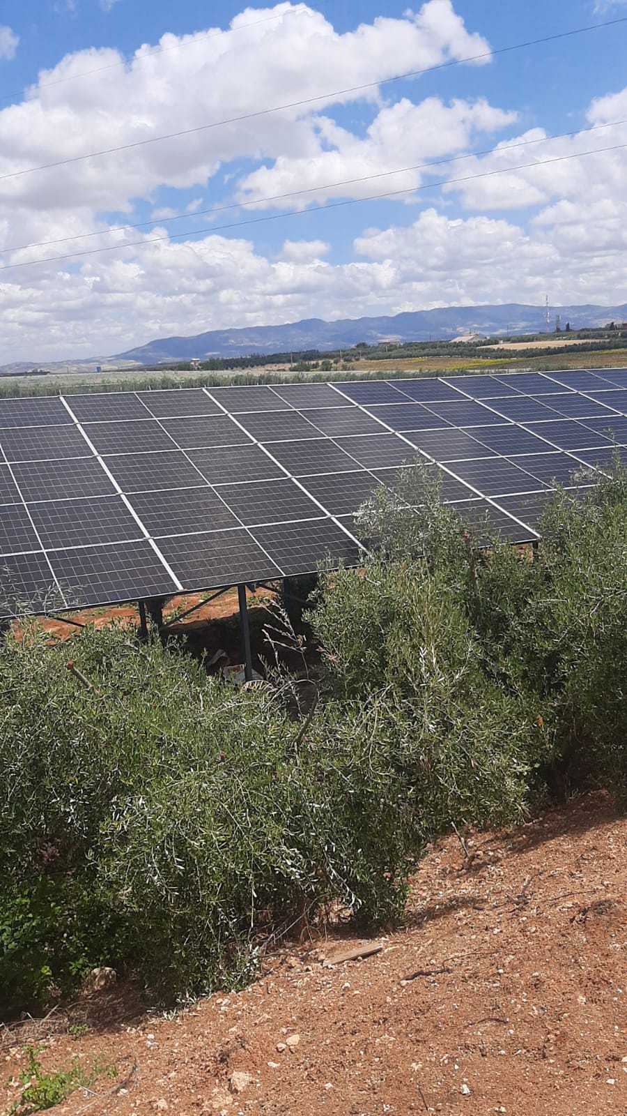 Panneaux solaires installés parmi des oliviers