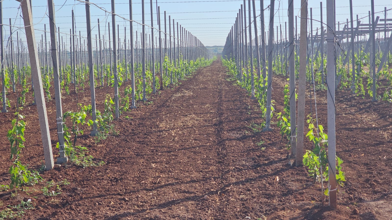 Rangées de jeunes vignes avec système de support